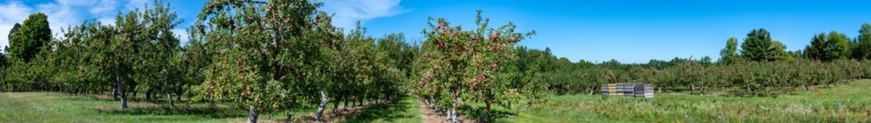 Fototapeta na wymiar Panoramic view of apple trees just before picking apples