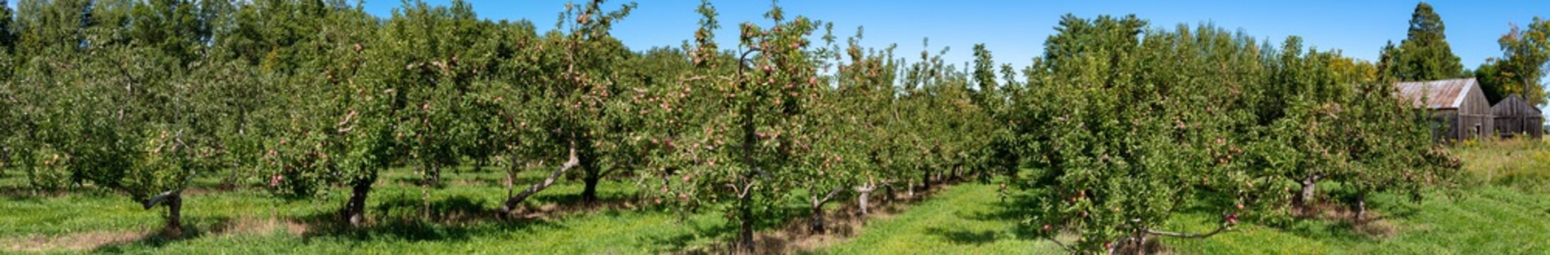 Panoramic view of apple trees just before picking apples