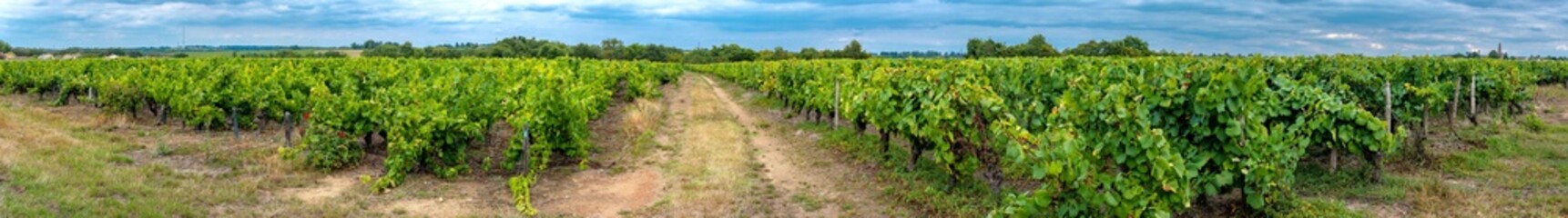 Fototapeta na wymiar Panoramic view of white grapes vineyard