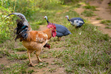 cock and hen
