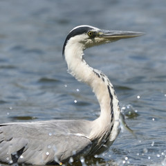 Grey heron and hunting fish  (Ardea cinerea), real wildlife - no ZOO