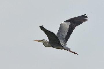 Grey heron (Ardea cinerea)  real wildlife, no ZOO