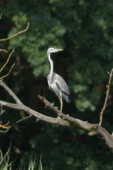 Grey heron (Ardea cinerea)  real wildlife, no ZOO