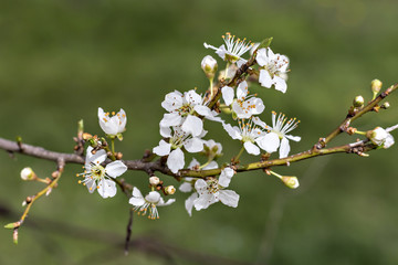 Blooming Cherry Plum branch with white flowers, (Prunus cerasifera)