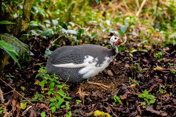  Angola's Chicken