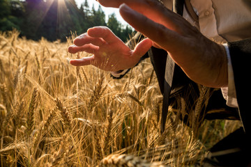 Businessman holding hands above a ripening wheat field in a protective gesture