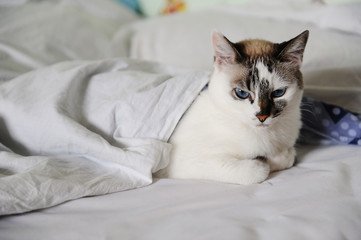 Fototapeta na wymiar Unsatisfied woke-up white fluffy blue-eyed cat lies in bed, covered with a blanket