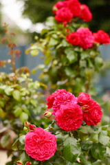 Rose in the garden, red rose - red Leonardo.
