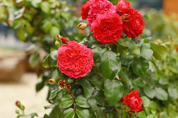 Rose - Red Leonardo da Vinci in the garden.