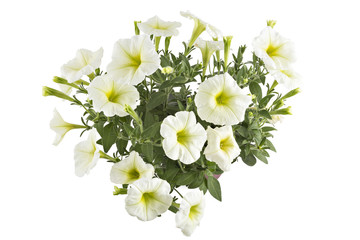White blooming petunia flowers in flower pot, closeup, isolated on white background. Petunia hybrida in bloom, close up.