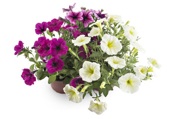 Naklejka na ściany i meble Colorful blooming petunia flowers in flower pot, closeup, isolated on white background. Petunia hybrida in bloom, close up.