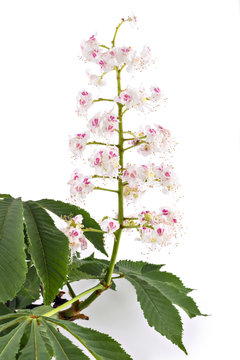 Flowering branch of horse-chestnut tree (Aesculus hippocastanum) isolated on white background. Conker tree, white chestnut flowers and leaf