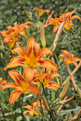 Beautifil fresh orange day lilies, orange daylily, roadside daylily, tawny daylily, tiger daylily. Close up of a Hemerocallis fulva in bloom in the garden