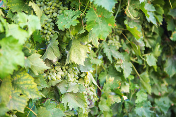 Bunch of white grapes