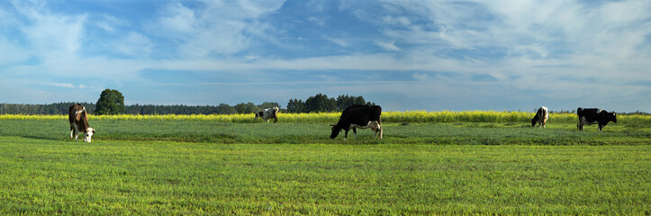 Slowly walking cows on green pasture with blue sky with white clouds - panorama © Pawel Horazy