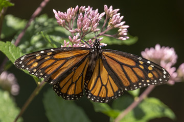 Monarch Butterfly Necturing on Joe Pye Weed