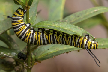 Monarch Caterpillar feeding on Swamp Milkweed