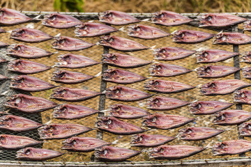Makrelen trocknen in der Sonne, Thailand