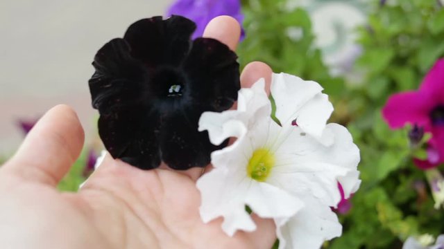 White and velvet black Petunia in the palm of your hand. Real time, outdoor, flower bed, plants, close up, point of view operator, natural light