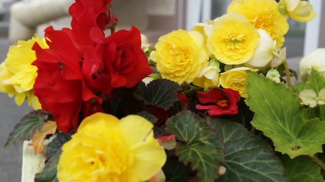 Large Terry begonias yellow and red close-up, outdoors in summer. Real time, natural light, windy