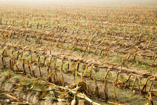 A large field of harvested corn is dying in the morning fog