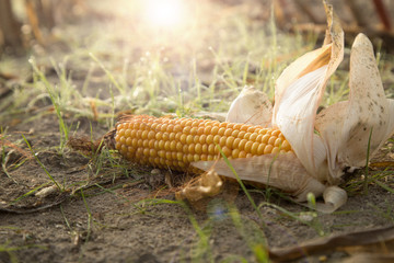 The last corn on the field remained in the field after harvest, covered with dew and lit by the rising sun