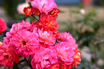 Gebruder Grimm  - rose in summer garden.