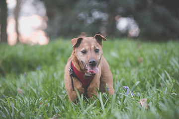 dog playing in long grass