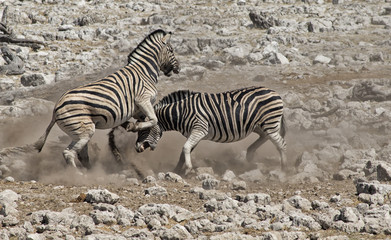Fototapeta na wymiar Zebre - Etosha National Park