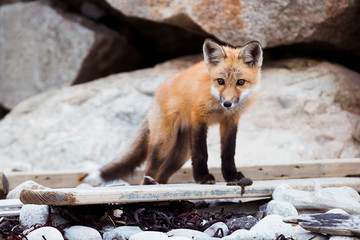 Young Fox - 222006284