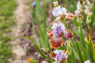 Iris