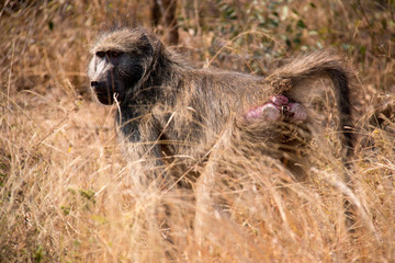 African Baboon in the Bush