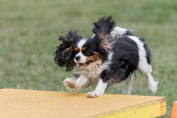 Agility cavalier king charles spaniel