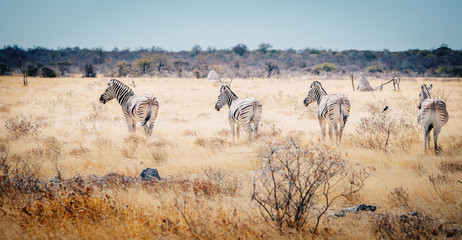 Fototapeta na wymiar Vier Zebras im Etosha National Park, Namibia
