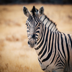 Fototapeta na wymiar Zebra Portrait, Etosha National Park, Namibia