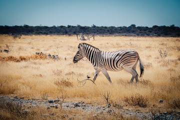 Fototapeta na wymiar Zebra schreitet durch das Grasland im Etosha National Park, Namibia