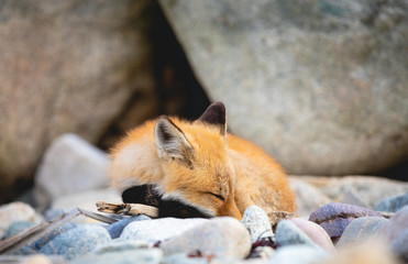 Sleeping Fox - 222007245