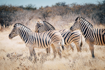 Obraz na płótnie Canvas Zebras im Etosha National Park, Namibia