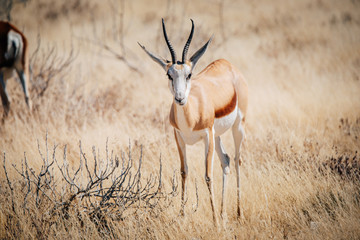 Fototapeta premium Einzelner Springbock, Etosha National Park, Namibia