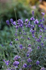 lavender flowers