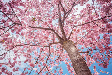 Fototapety  Sakura blooming tree from bottom up