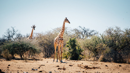 Giraffen aus dem Busch kommend, Etosha National Park, Namibia
