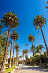 Sunny street of Beverly hills with palms - 222007484