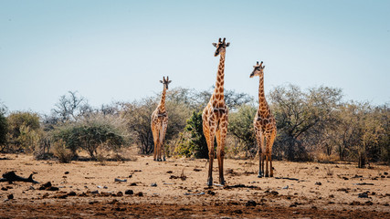 Drei Giraffen aus dem Busch kommend, Etosha National Park, Namibia
