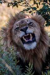 Mighty Lion watching the lionesses who are ready for the hunt in Masai Mara, Kenya (Panthera leo)