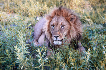 Mighty Lion watching the lionesses who are ready for the hunt in Masai Mara, Kenya (Panthera leo)