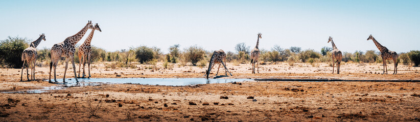 Panorama - Giraffen am Wasserloch, Etosha National Park, Namibia