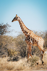 Einzelne Giraffe im Busch, Etosha National Park, Namibia
