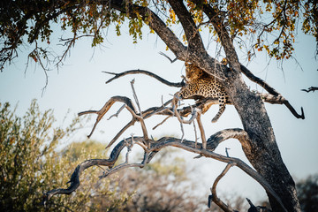 Leopard im Baum, Etosha National Park, Namibia