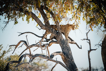 Leopard im Baum, Etosha National Park, Namibia © Michael